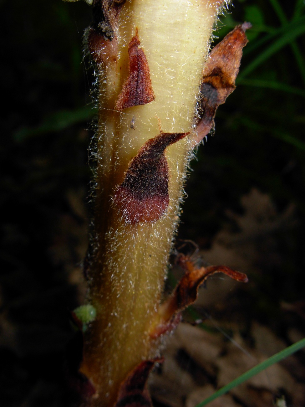 Orobanche rapum-genistae / Succiamele delle ginestre